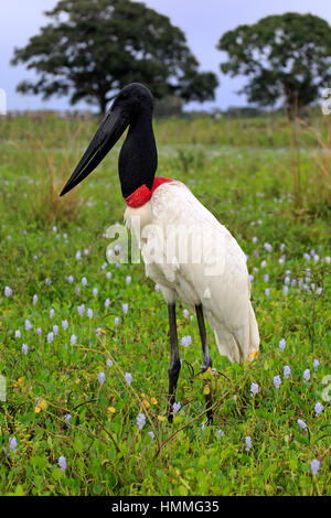 Jabiru (Jabiru Mycteria), Erwachsene auf Wiese, Pantanal, Mato Grosso, Brasilien, Südamerika Stockfoto