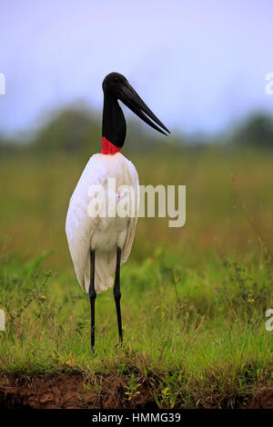 Jabiru (Jabiru Mycteria), Erwachsene auf Wiese, Pantanal, Mato Grosso, Brasilien, Südamerika Stockfoto