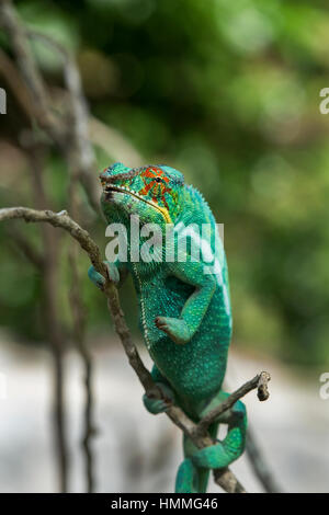 Madagaskar, Nosy werden (Big Island) an der Nordwestküste von Madagaskar Festland. Lemuria Land, Nosy Be Pantherchamäleon (Furcifer Pardalis) sind Stockfoto