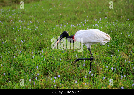 Jabiru (Jabiru Mycteria), Erwachsene auf Wiese ernähren sich von Fischen, Pantanal, Mato Grosso, Brasilien, Südamerika Stockfoto