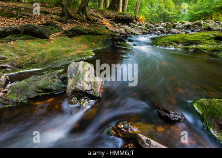 Niedrigen Winkel Ansicht von Stromschnellen in einem kleinen Gebirgsbach im hohen Venn, Ardennen, Belgien zwischen grünem Moos bedeckt Felsen laufen. Stockfoto