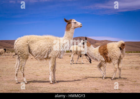 Herde von Lamas, Alpakas im altiplano Stockfoto