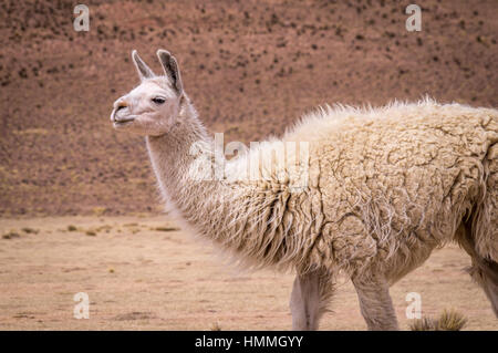 Lama Alpaka Altiplano Stockfoto