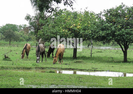 Pferde im Feld. Beni Region, Pampa de Yacuma, Bolivien. Stockfoto