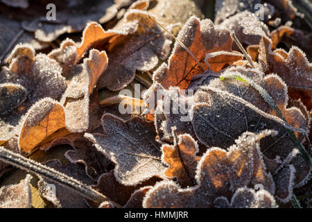 Winterfrost in Nuuksio Nationalpark, Espoo, Finnland, Europa, EU Stockfoto