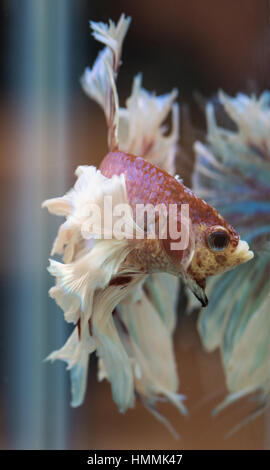 Betta Splendens (siamesische Kampffische). Lavendel Halbmond Dumbo männlich, "Abfackeln" auf sein Spiegelbild. Stockfoto