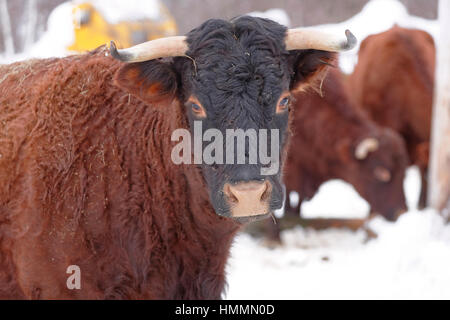 Kleinen Maßstab Tierhaltung Stockfoto