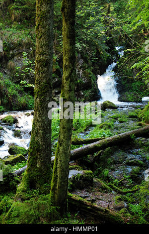 schöne Natur mit Wasserfall im Schwarzwald in Deutschland Stockfoto