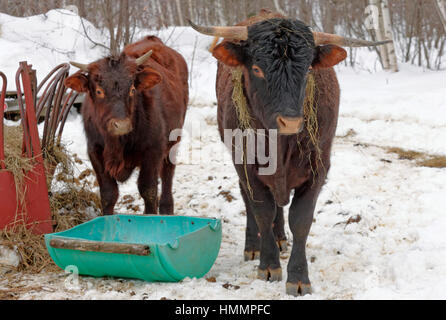 Mutter Kuh und Kalb Stockfoto