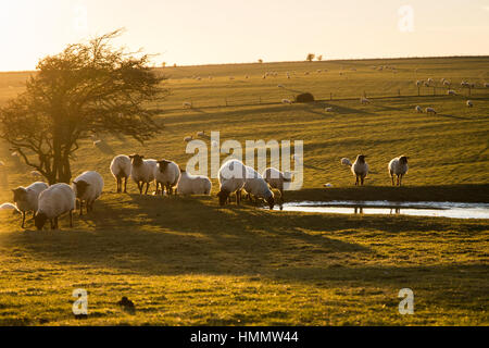 Schafe weiden rund um eine Dewpond auf Ditchling Leuchtfeuer, West Sussex, bei Sonnenuntergang im Winter Stockfoto