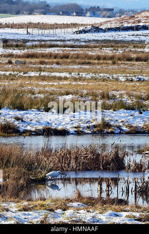 Kinross, Schottland. 10. Februar 2017. Ein Seidenreiher in die verschneite Landschaft auf der RSPB Loch Leven zu reservieren, Credit: Ken Jack/Alamy Live News Stockfoto