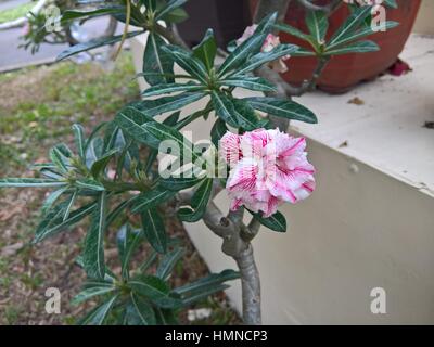 Roten Plumeria Rubra im Park. HO CHI MINH (SAIGON) Stockfoto