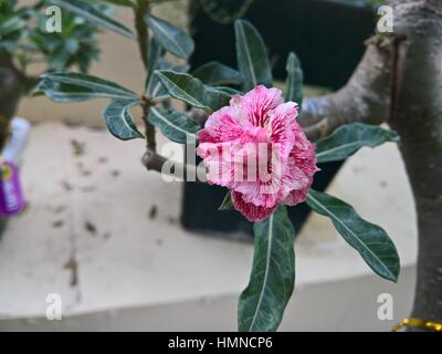 Roten Plumeria Rubra im Park. HO CHI MINH (SAIGON) Stockfoto