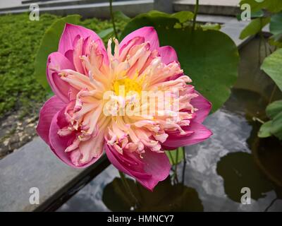 Pink Lotus im Teich Stockfoto
