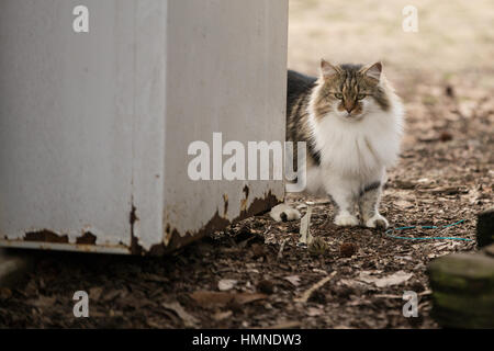 Sophie, eine neugierige Katze erscheint hinter einer alten Gefrierschrank. Stockfoto