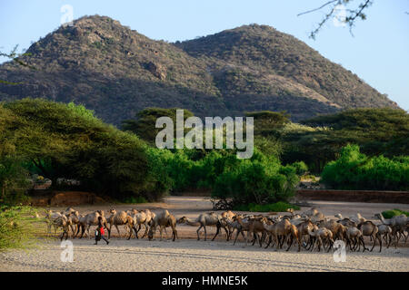 Kenia Marsabit, pastorale Stamm der Samburu, Samburu Dorf Ngurunit, Kamele im trockenen Flussbett des Flusses Ngurunit / KENIA, Marsabit, Samburu Dorf Ngurunit, Wandergitarre Im Trockenen Flussbett des Flusses Ngurunit Stockfoto