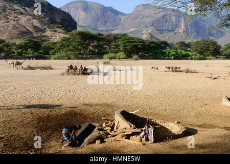 Kenia Marsabit, pastorale Stamm der Samburu, Samburu Dorf Ngurunit, Kamele bekommen Wasser aus Wasserloch eingezäunt mit Dorn Strauch im trockenen Flussbett des Flusses Ngurunit / KENIA, Marsabit, Samburu Dorf Ngurunit, Wandergitarre ein Einer Traenke Im Trockenen Flussbett des Flusses Ngurunit Stockfoto