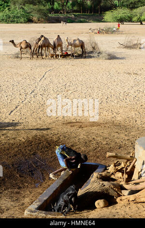 Kenia Marsabit, pastorale Stamm der Samburu, Samburu Dorf Ngurunit, Kamele bekommen Wasser aus Wasserloch eingezäunt mit Dorn Strauch im trockenen Flussbett des Flusses Ngurunit / KENIA, Marsabit, Samburu Dorf Ngurunit, Wandergitarre ein Einer Traenke Im Trockenen Flussbett des Flusses Ngurunit Stockfoto