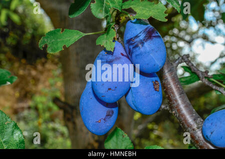 Pflaumen auf Baum - schwarze Pflaumen am Baum Stockfoto