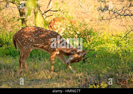 Zeigen Sie Hirsch, (Achse Achse Ceylonensis), Sri Lanka Axishirsche, Männchen entdeckt, Verhalten, Yala Nationalpark, Sri Lanka, Asien Stockfoto