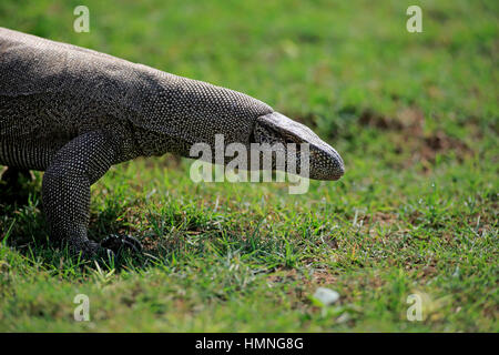 Bengal-Monitor (Varanus Bengalensis), Erwachsene auf der Suche nach Nahrung, Udawalawe Nationalpark, Sri Lanka, Asien Stockfoto