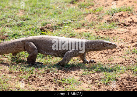 Bengal-Monitor (Varanus Bengalensis), Erwachsene auf der Suche nach Nahrung, Udawalawe Nationalpark, Sri Lanka, Asien Stockfoto