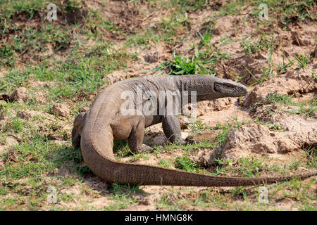 Bengal-Monitor (Varanus Bengalensis), Erwachsene auf der Suche nach Nahrung, Udawalawe Nationalpark, Sri Lanka, Asien Stockfoto