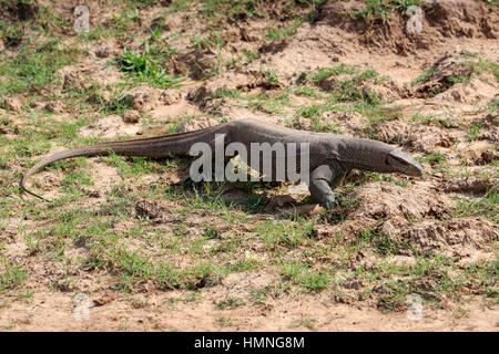 Bengal-Monitor (Varanus Bengalensis), Erwachsene auf der Suche nach Nahrung, Udawalawe Nationalpark, Sri Lanka, Asien Stockfoto