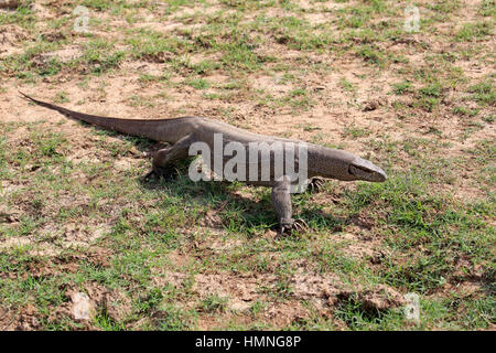 Bengal-Monitor (Varanus Bengalensis), Erwachsene auf der Suche nach Nahrung, Udawalawe Nationalpark, Sri Lanka, Asien Stockfoto