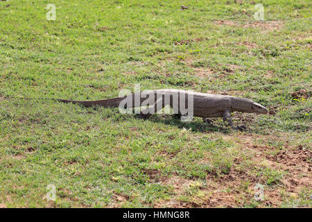 Bengal-Monitor (Varanus Bengalensis), Erwachsene auf der Suche nach Nahrung, Udawalawe Nationalpark, Sri Lanka, Asien Stockfoto