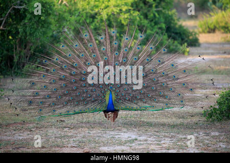 Indischen Pfauen, (Pavo Cristatus), erwachsenen männlichen verbreitet seinen Schweif, Balz, Bundala Nationalpark, Sri Lanka, Asien Stockfoto