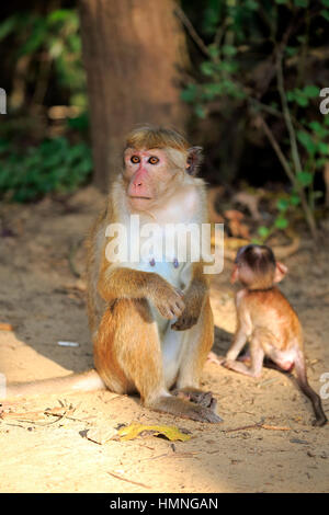 Red Monkey, Macaca Sinica), Mutter mit jungen, Yala Nationalpark, Sri Lanka, Asien Stockfoto