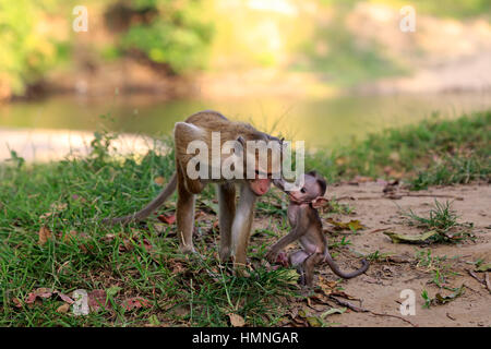 Red Monkey, Macaca Sinica), Mutter mit jungen, Yala Nationalpark, Sri Lanka, Asien Stockfoto