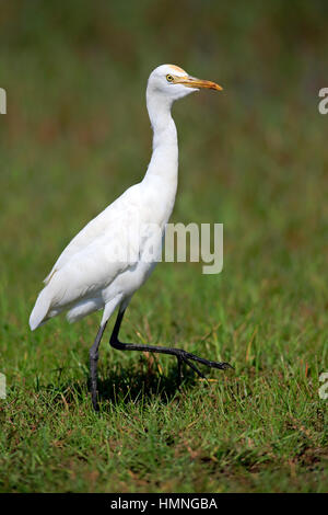 Kuhreiher, (Bubulcus Ibis), Erwachsene, Bundala Nationalpark, Sri Lanka, Asien Stockfoto