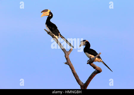 Malabar Pied Hornbill, (Anthracoceros Coronatus), erwachsenes paar auf Zweig, Yala Nationalpark, Sri Lanka, Asien Stockfoto