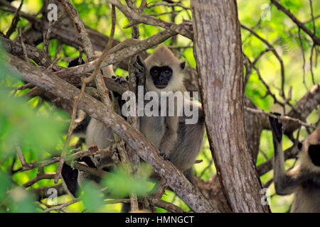 Graue Languren, (Semnopithecus Priamos), Halbwüchsige auf Baum, getuftet, Yala Nationalpark, Sri Lanka, Asien Stockfoto