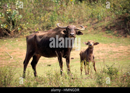 Wilde Wasserbüffel, (Bubalus Arnee), Weibchen mit jungen, Udawalawe Nationalpark, Sri Lanka, Asien Stockfoto