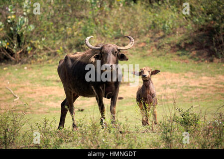 Wilde Wasserbüffel, (Bubalus Arnee), Weibchen mit jungen, Udawalawe Nationalpark, Sri Lanka, Asien Stockfoto