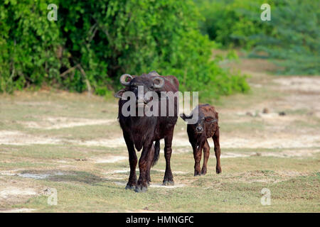 Wasserbüffel, (beispielsweise beispielsweise), Mutter mit jungen, Bundala Nationalpark, Sri Lanka, Asien Stockfoto