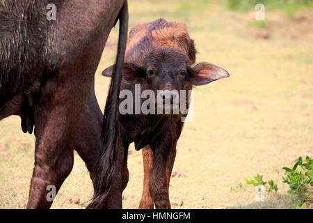 Wasserbüffel, (beispielsweise beispielsweise), jung, Kalb, Bundala Nationalpark, Sri Lanka, Asien Stockfoto