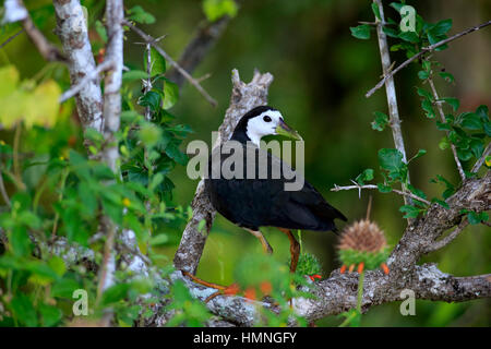 Weiße Breasted Wasser Henne, (Amaurornis Phoenicurus), Erwachsene auf Zweig, Yala Nationalpark, Sri Lanka, Asien Stockfoto