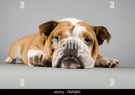 Britische Bulldogge Puppy, 11 Monate alt, weiblich, UK. Stockfoto