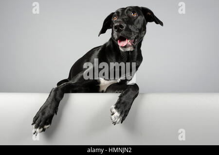 Schwarzer Kreuzhund, Hündin, 2 Jahre alt, UK. Stockfoto