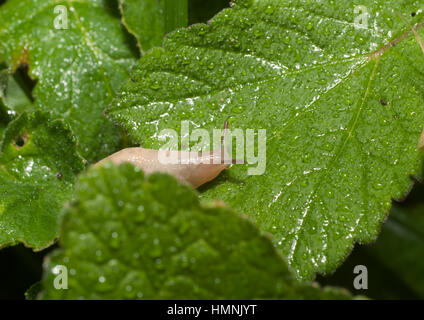 Schnecke auf der Suche nach Schatten. Stockfoto