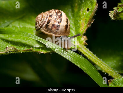 Schnecke auf der Suche nach Schatten. Stockfoto