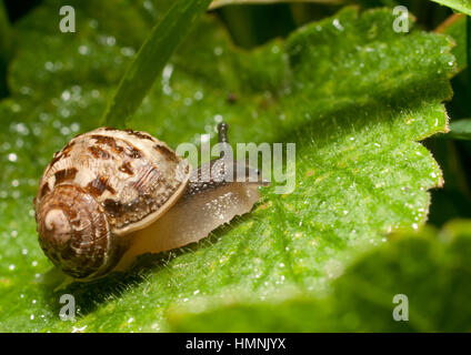 Schnecke auf der Suche nach Schatten. Stockfoto