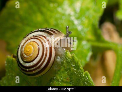 Schnecke auf der Suche nach Schatten. Stockfoto