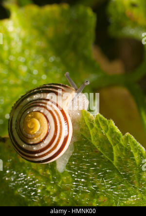 Schnecke auf der Suche nach Schatten. Stockfoto