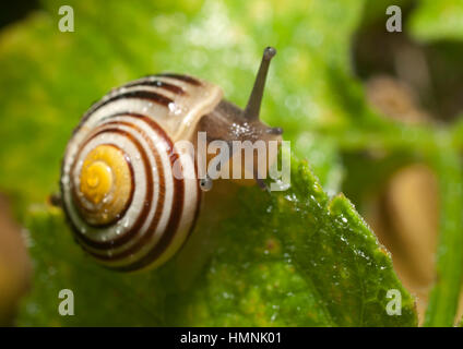 Schnecke auf der Suche nach Schatten. Stockfoto