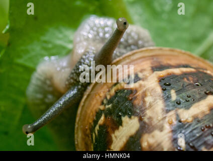 Schnecke auf der Suche nach Schatten. Stockfoto